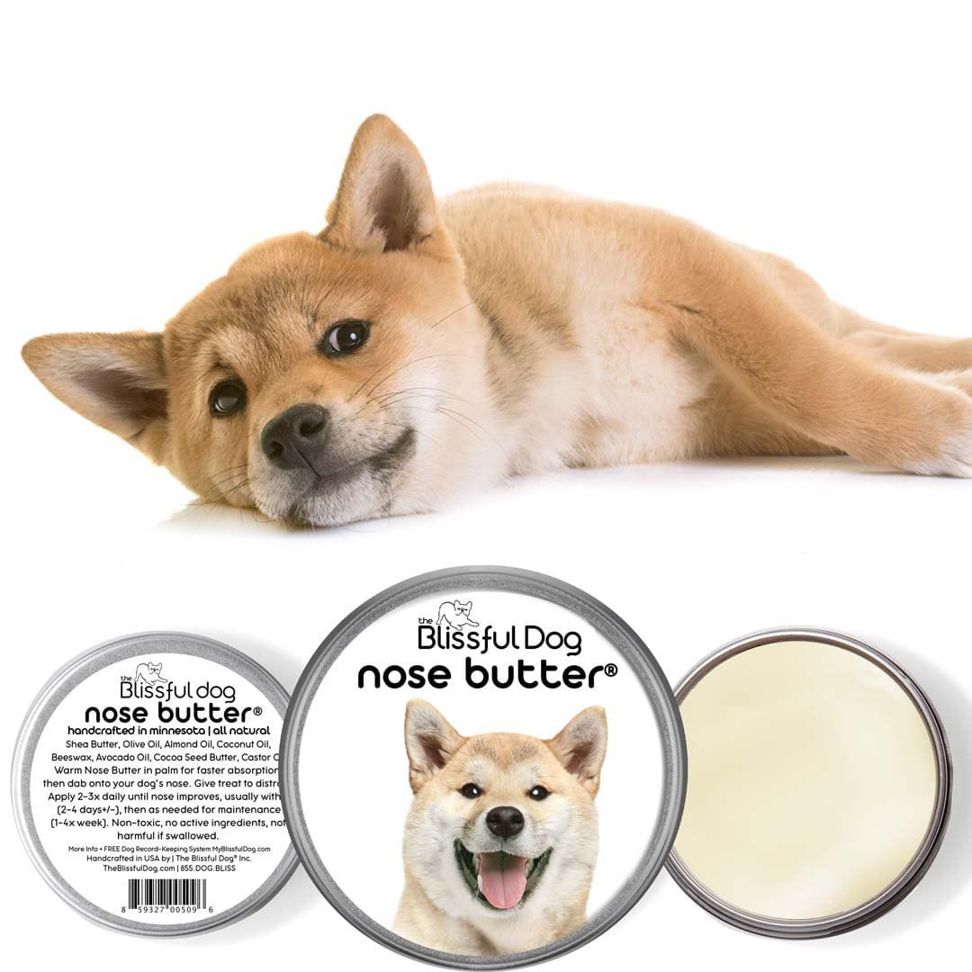 Shiba Inu Nose is dry